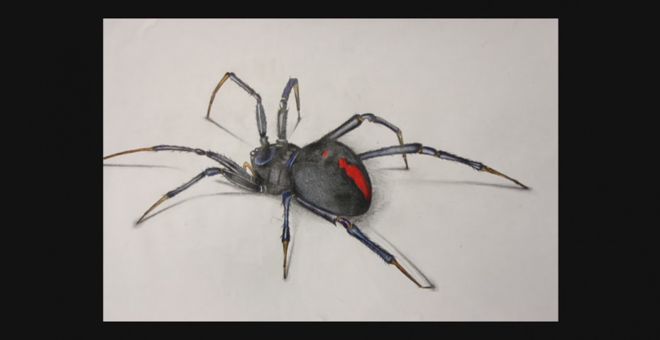 animal bts design graphique cifacom animal bts design graphique cifacom