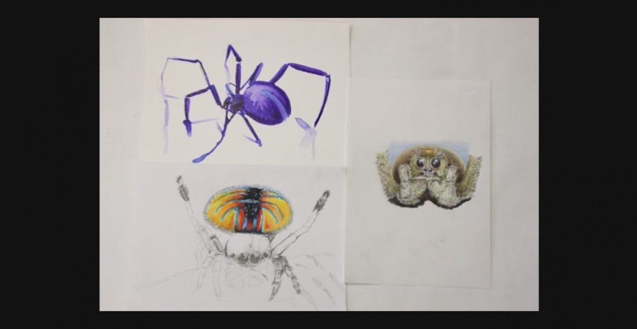 animal bts design graphique cifacom animal bts design graphique cifacom