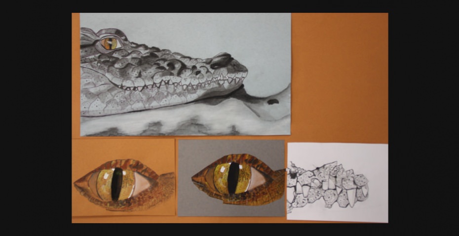 animal bts design graphique cifacom animal bts design graphique cifacom